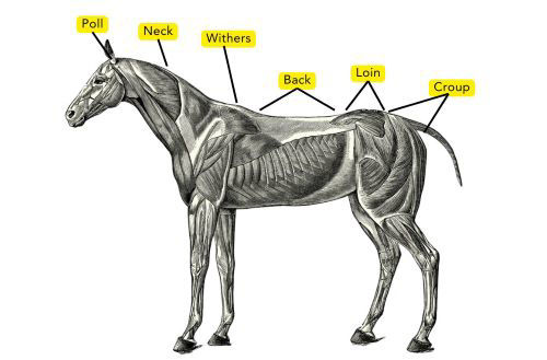 Diagram of horse's topline